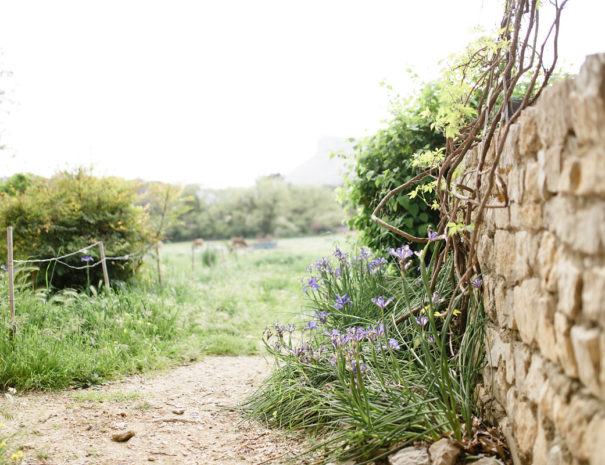 muret pierre seche Mas des Violettes